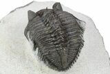 Tower-Eyed, Erbenochile Trilobite - Ou Driss, Morocco #254076-5